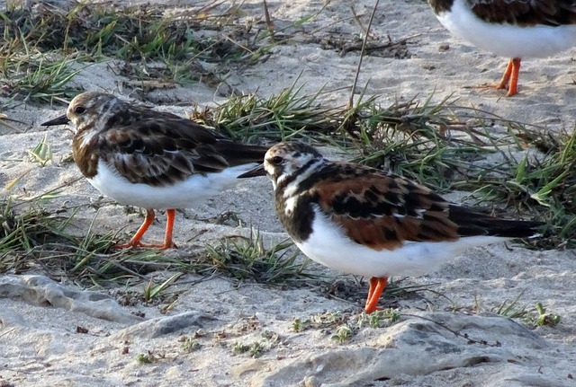 红Turnstone 蚤Interpres 涉水鸟 - 上的免费照片