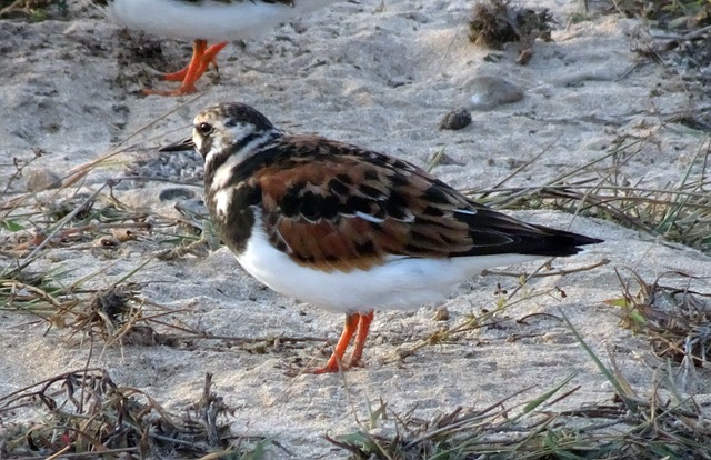 红Turnstone 蚤Interpres 涉水鸟 - 上的免费照片