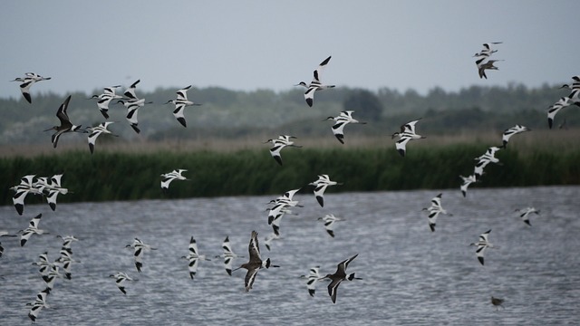 Avocets Microdrile 涉水 - 上的免费照片