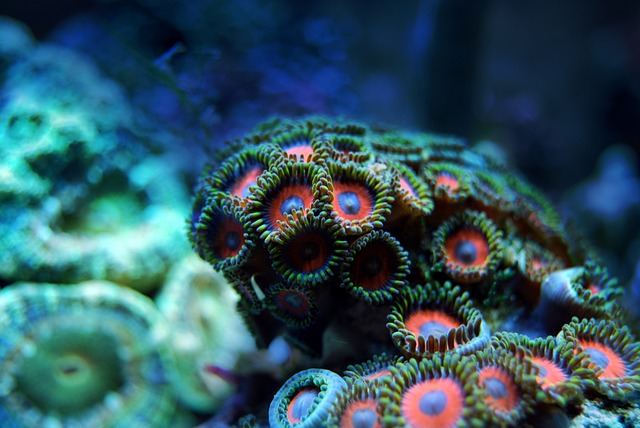 珊瑚 礁 海 - 上的免费照片