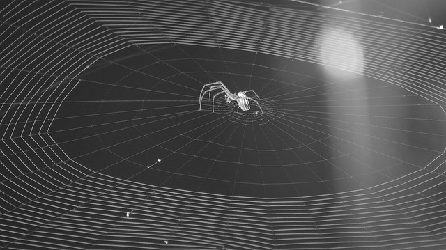 昆虫 Web 虫族 - 上的免费照片