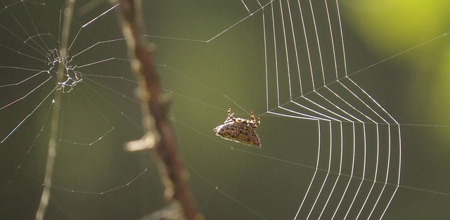 昆虫 Web 虫族 - 上的免费照片