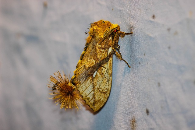 蝴蝶的夜晚 中。 Dudusa Synopla - 上的免费照片