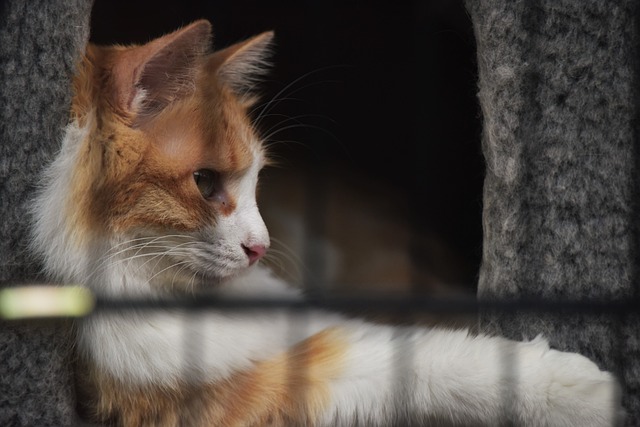 猫 宠物 幽静 - 上的免费照片