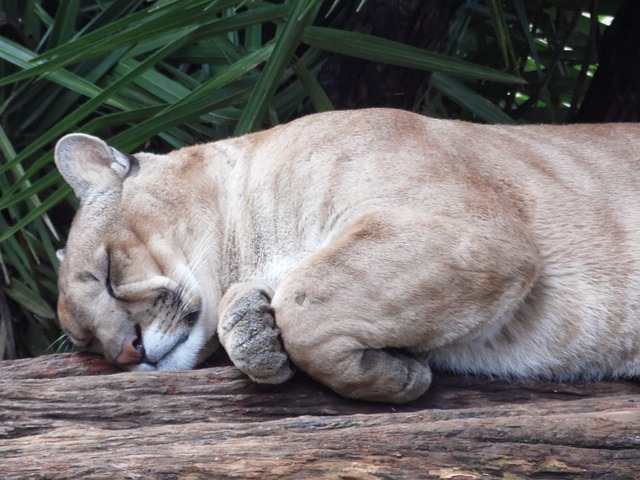 Puma 猫科动物 - 上的免费照片