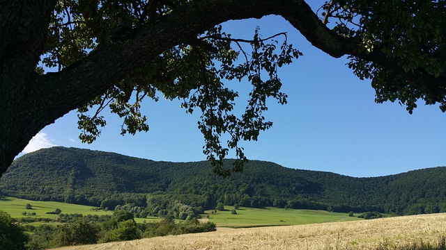 低音小提琴 外表 - 上的免费照片