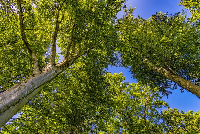 树梢 树木 森林 - 上的免费照片