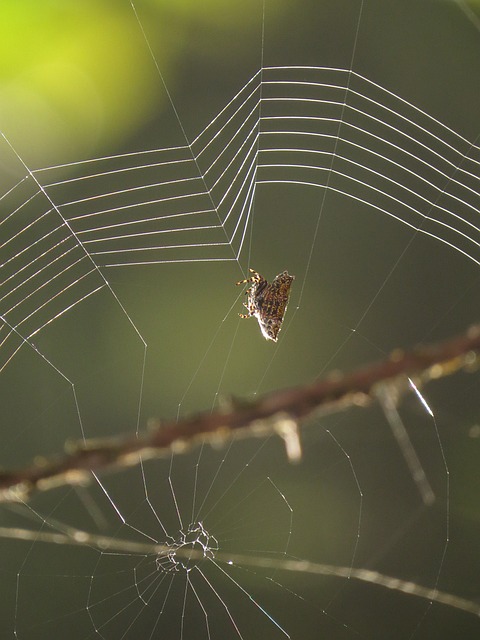 动物群 Web 昆虫 - 上的免费照片