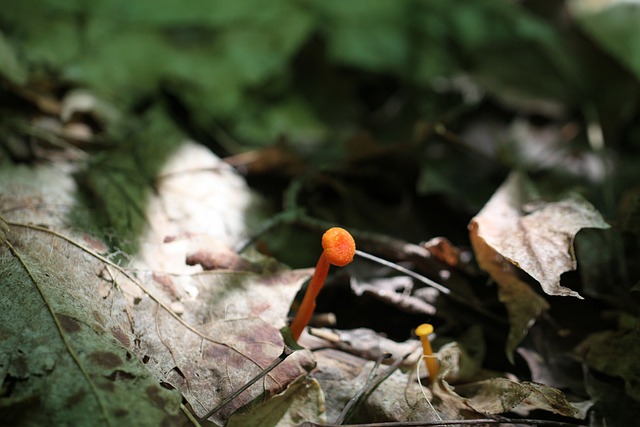 Hygrophorus Miniatus 或蘑菇菇Leaiana - 上的免费照片
