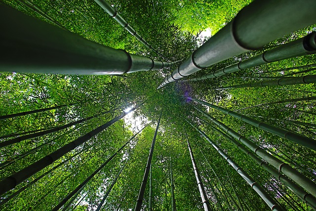韩国 潭阳 竹 - 上的免费照片