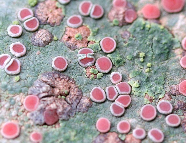 地衣 Placopsis Microphylla 子实体 - 上的免费照片