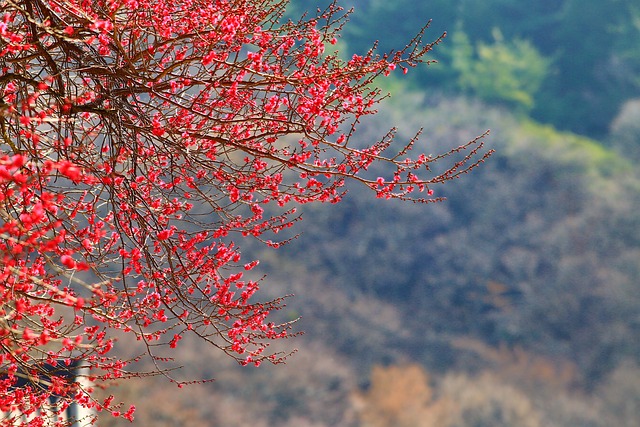 混合推销电话 韩国 华严寺 - 上的免费照片