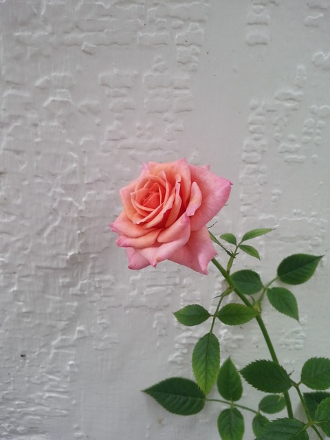 玫瑰 花卉 粉红玫瑰 - 上的免费图片