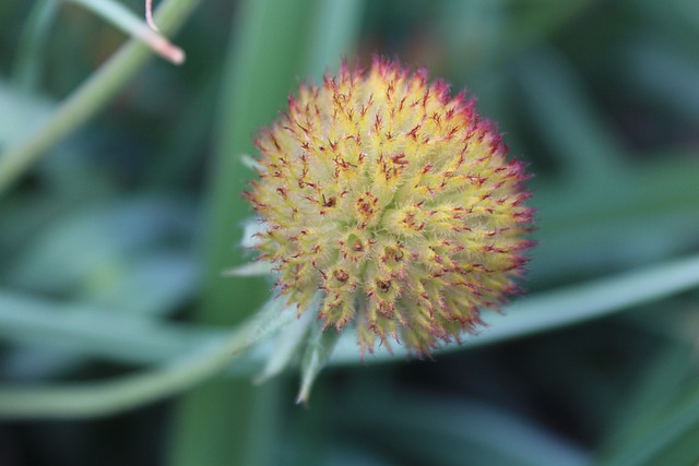 花 绝经 紫色金光菊 - 上的免费照片