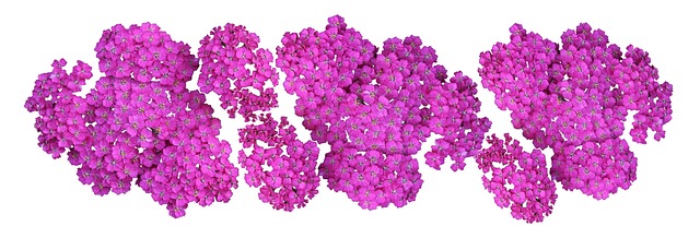 标题 植物 蓍 - 上的免费照片