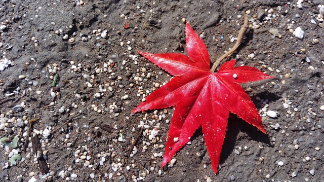 楓葉 紅色 - 上的免费照片