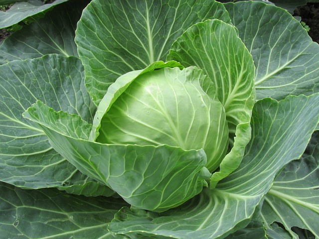 白菜 卷心菜叶 蔬菜 - 上的免费照片