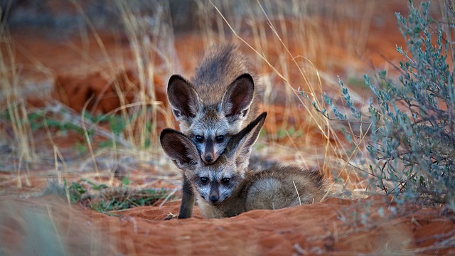 Beautiful Fox - 上的免费照片