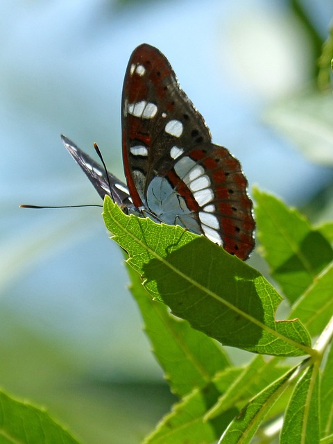 蝴蝶 流若虫 减少性脑膜炎 - 上的免费照片