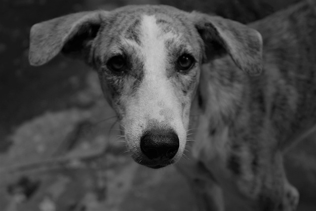 狗 犬类 单色 - 上的免费照片