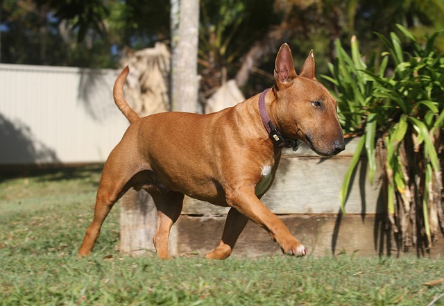 狗 微型 斗牛犬 - 上的免费照片