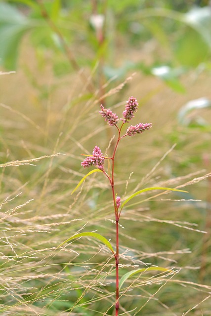 Highlander 植物 粉色的 - 上的免费照片