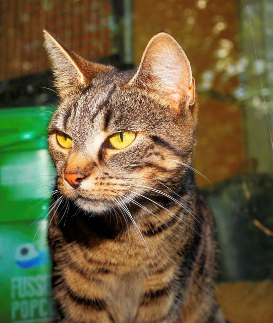 猫 女性 家畜 - 上的免费照片