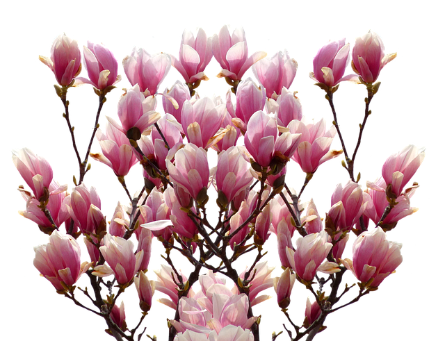 木兰 春天 自然 - 上的免费照片