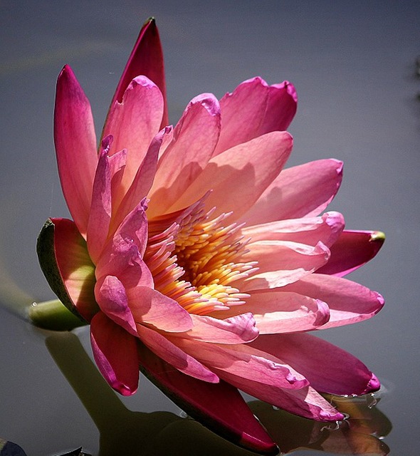 水百合花 大自然 池塘 - 上的免费照片