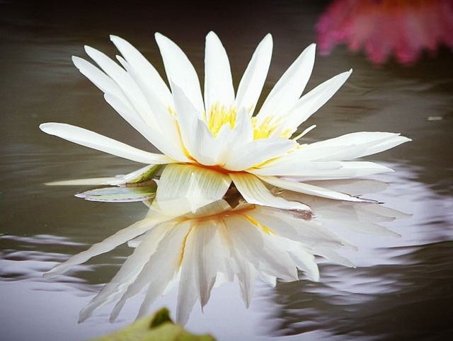 水百合花 大自然 白色的 - 上的免费照片