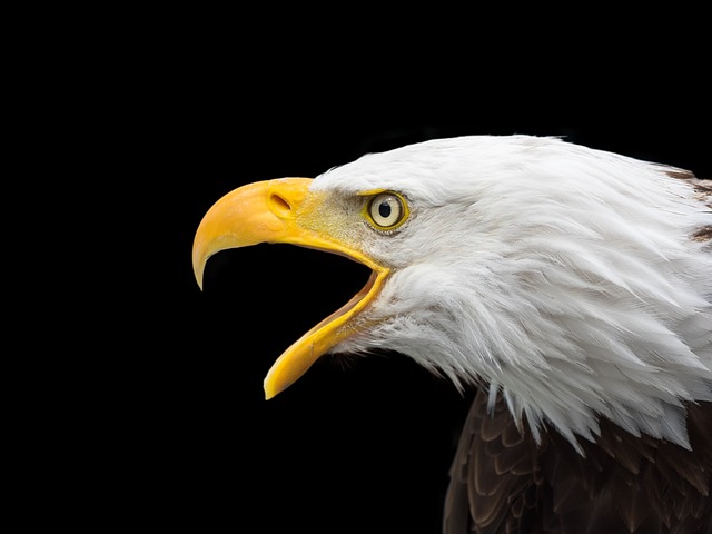 白头鹰 头 猛禽 - 上的免费照片