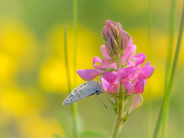 蝴蝶 淡蓝色 红豆草 - 上的免费照片