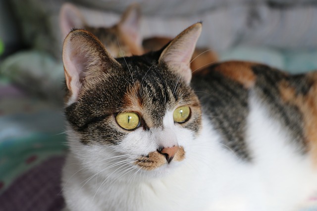 猫 花猫 - 上的免费照片