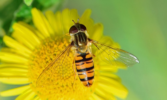 自然 飞 昆虫 - 上的免费照片
