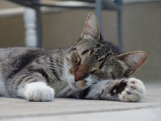 猫 轻松 睡着了 - 上的免费照片