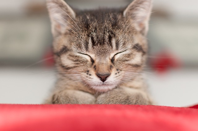 猫 动物 小猫 - 上的免费照片