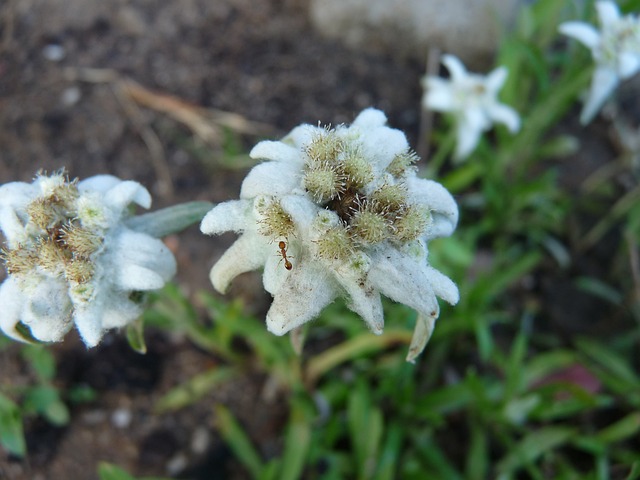 Edelweiss 蚂蚁 - 上的免费照片