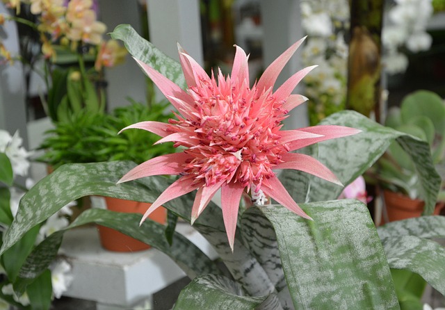 花 花Aechmea 油腻植物 - 上的免费照片