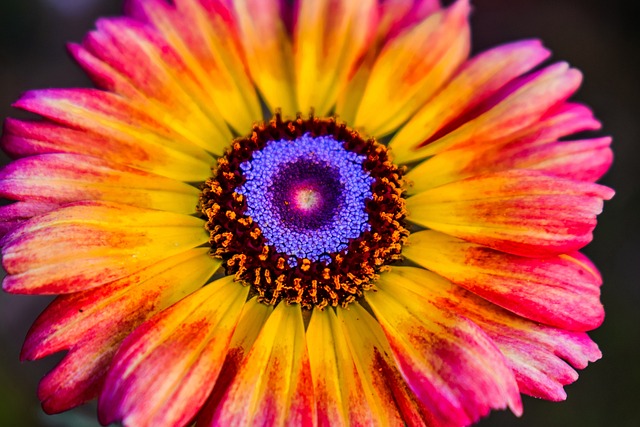 花 Nikonphotography - 上的免费照片