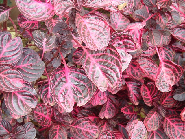 花朵 非洲人 坦桑尼亚 - 上的免费照片