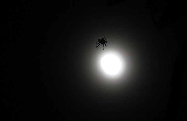 夜间图像 蜘蛛 虫族 - 上的免费照片