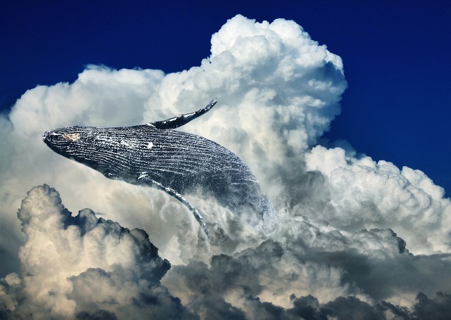 鲸 云 飞跃 - 上的免费照片