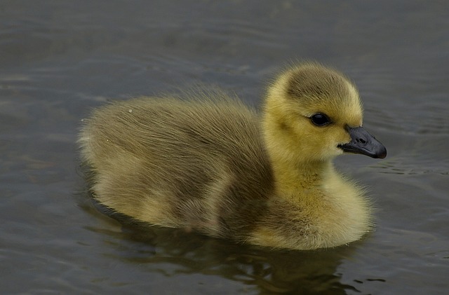 加拿大小妞 鸟 野生动物 - 上的免费照片