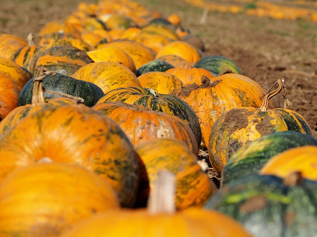 南瓜 南瓜田 南瓜秋 - 上的免费照片