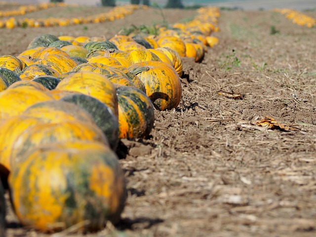 南瓜 南瓜田 南瓜秋 - 上的免费照片