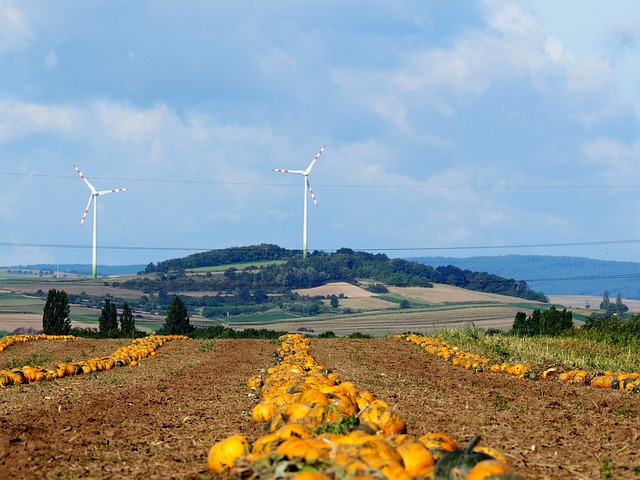南瓜 南瓜田 南瓜秋 - 上的免费照片