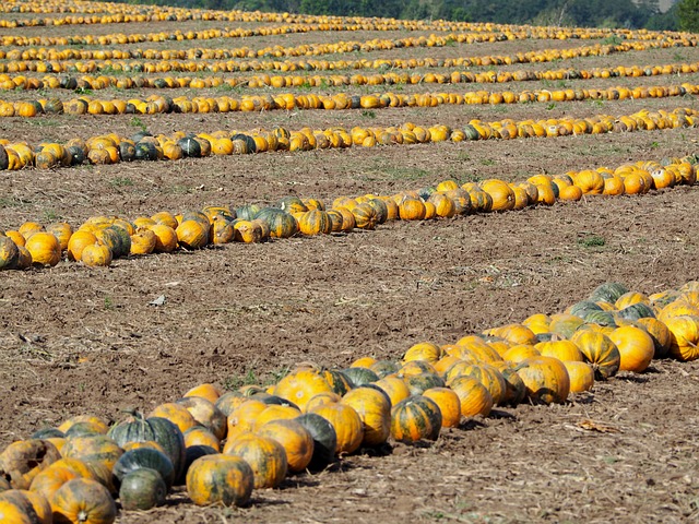 南瓜 南瓜田 南瓜秋 - 上的免费照片