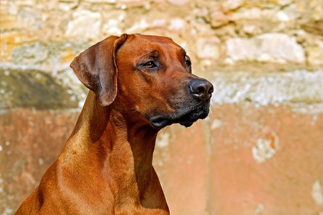 罗德西亚背脊犬 狗 看门狗 - 上的免费照片