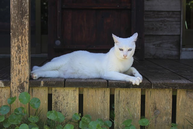 猫 白庙 - 上的免费照片