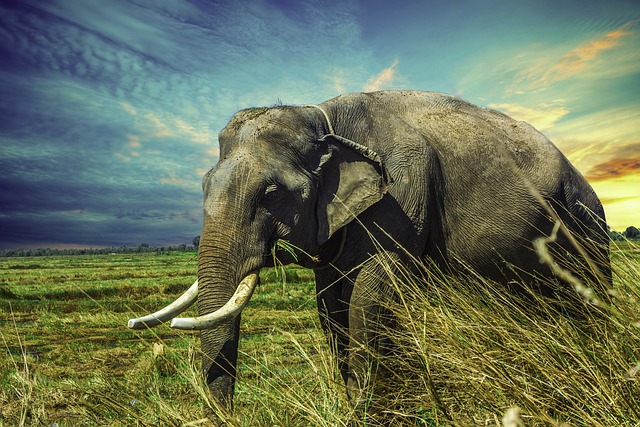 大象 象牙 象鼻 - 上的免费照片